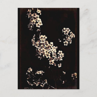 Postcard-Vintage Photography-Charles Aubry 27 Postcard