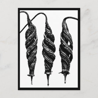 Postcard-Vintage Photography-Karl Blossfeldt 11 Postcard