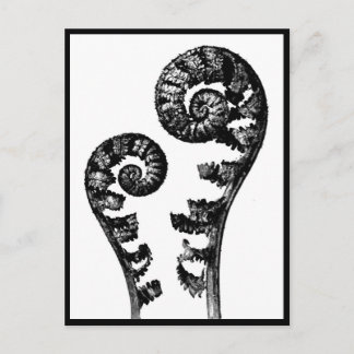Postcard-Vintage Photography-Karl Blossfeldt 12 Postcard