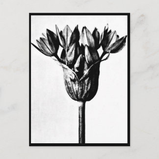 Postcard-Vintage Photography-Karl Blossfeldt 13 Postcard