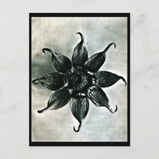 Postcard-Vintage Photography-Karl Blossfeldt 15 Postcard