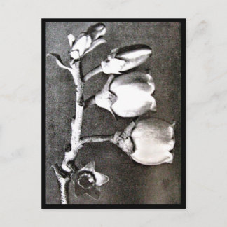 Postcard-Vintage Photography-Karl Blossfeldt 16 Postcard
