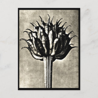 Postcard-Vintage Photography-Karl Blossfeldt 18 Postcard