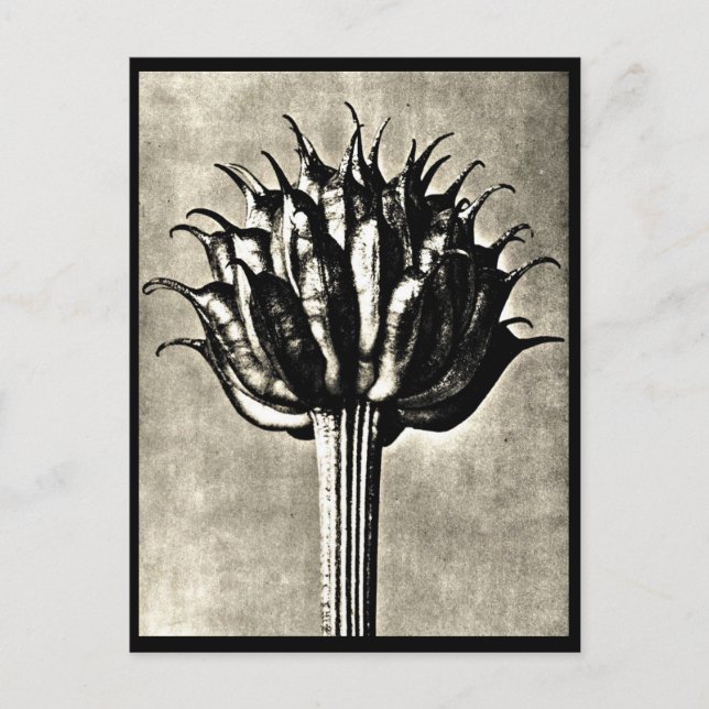 Postcard-Vintage Photography-Karl Blossfeldt 18 Postcard (Front)