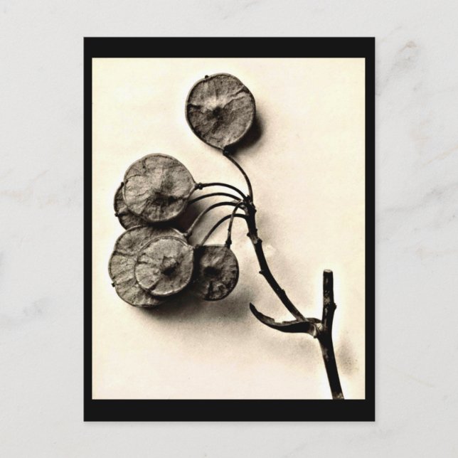 Postcard-Vintage Photography-Karl Blossfeldt 20 Postcard (Front)