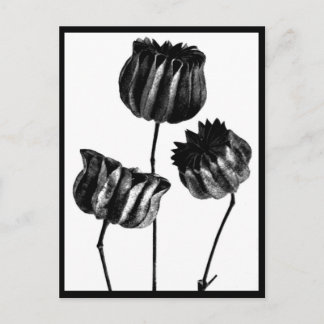 Postcard-Vintage Photography-Karl Blossfeldt 23 Postcard