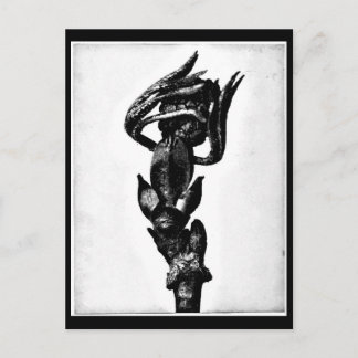 Postcard-Vintage Photography-Karl Blossfeldt 24 Postcard