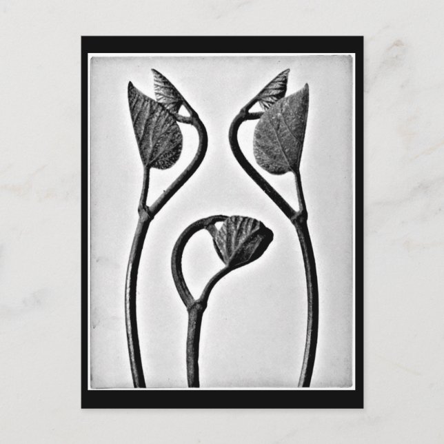 Postcard-Vintage Photography-Karl Blossfeldt 25 Postcard (Front)