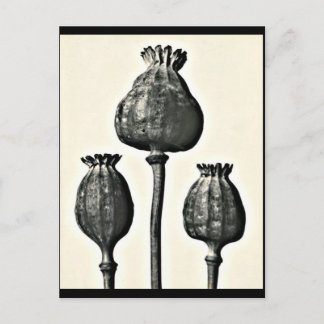 Postcard-Vintage Photography-Karl Blossfeldt 2 Postcard