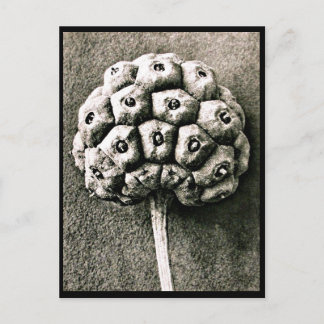 Postcard-Vintage Photography-Karl Blossfeldt 36 Postcard