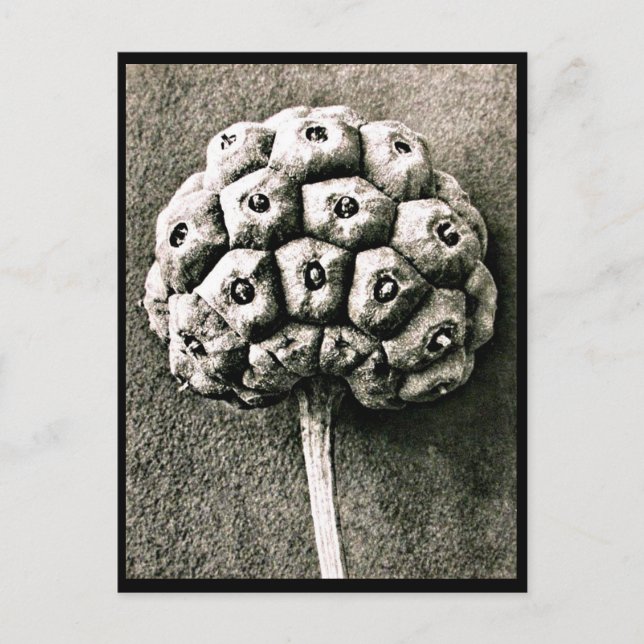 Postcard-Vintage Photography-Karl Blossfeldt 36 Postcard (Front)