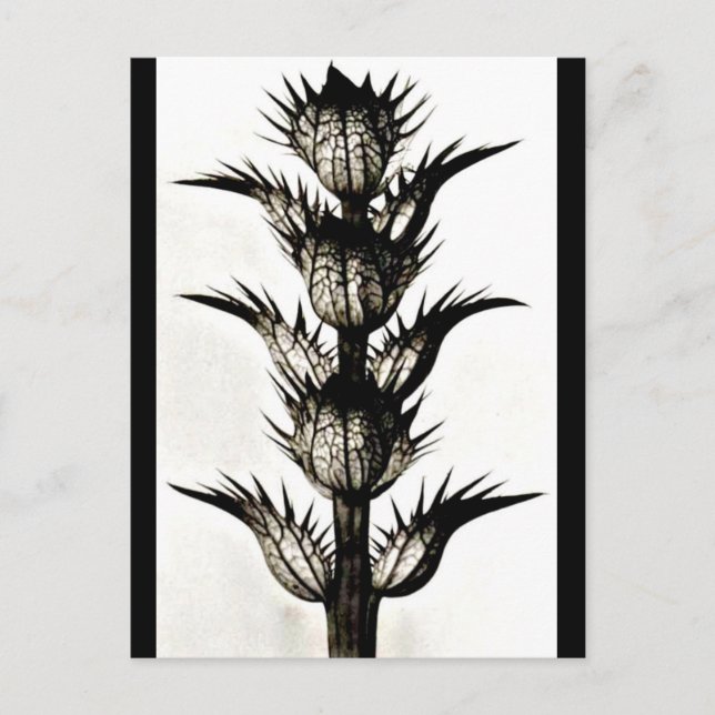 Postcard-Vintage Photography-Karl Blossfeldt 39 Postcard (Front)