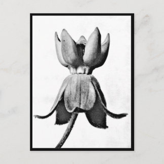 Postcard-Vintage Photography-Karl Blossfeldt 3 Postcard