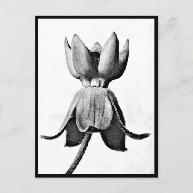 Postcard-Vintage Photography-Karl Blossfeldt 3 Postcard (Front)