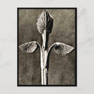 Postcard-Vintage Photography-Karl Blossfeldt 40 Postcard