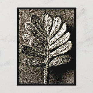 Postcard-Vintage Photography-Karl Blossfeldt 41 Postcard