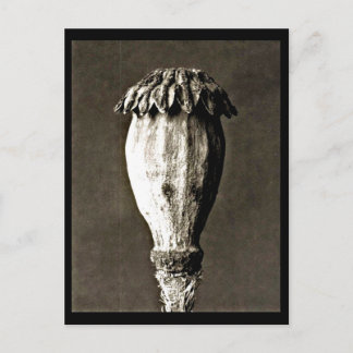 Postcard-Vintage Photography-Karl Blossfeldt 44 Postcard