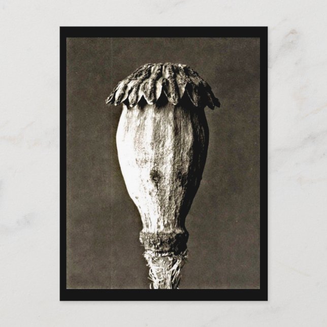 Postcard-Vintage Photography-Karl Blossfeldt 44 Postcard (Front)