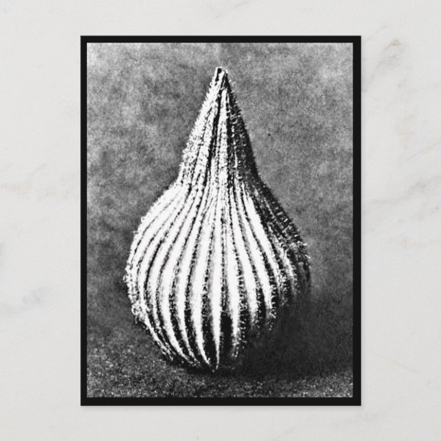 Postcard-Vintage Photography-Karl Blossfeldt 45 Postcard (Front)