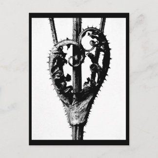 Postcard-Vintage Photography-Karl Blossfeldt 46 Postcard