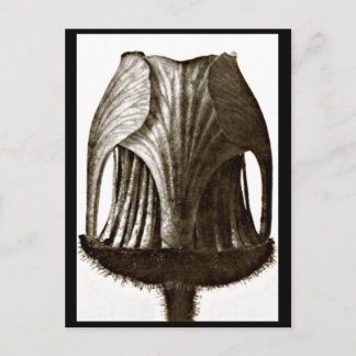 Postcard-Vintage Photography-Karl Blossfeldt 47 Postcard