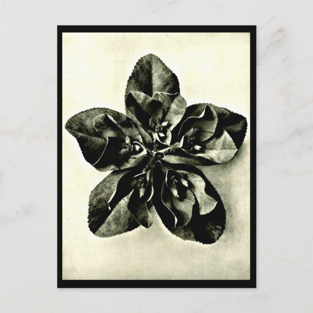 Postcard-Vintage Photography-Karl Blossfeldt 48 Postcard (Front)
