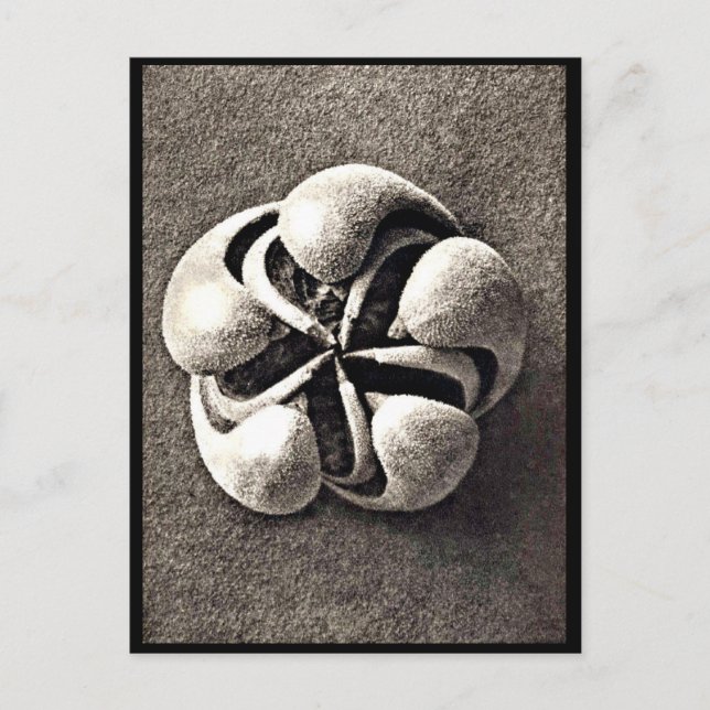 Postcard-Vintage Photography-Karl Blossfeldt 7 Postcard (Front)