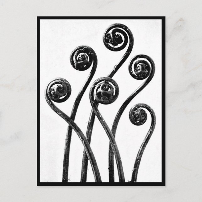 Postcard-Vintage Photography-Karl Blossfeldt 8 Postcard (Front)