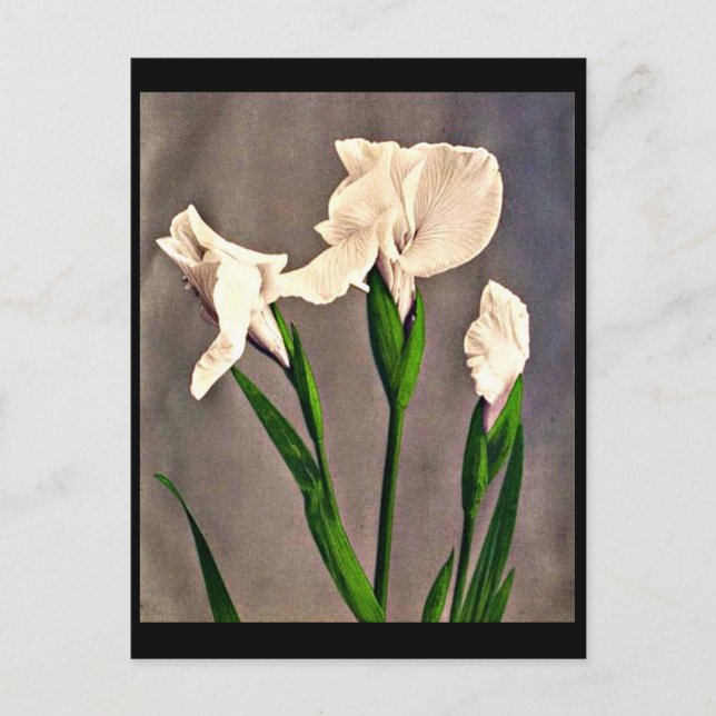 Postcard-Vintage Photography-Kazumasa Ogawa 9 Postcard (Front)