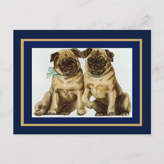 Postcard Vintage Pug Dogs (Front)