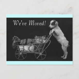 Postcard Vintage Sweet Pets We've Moved Address
