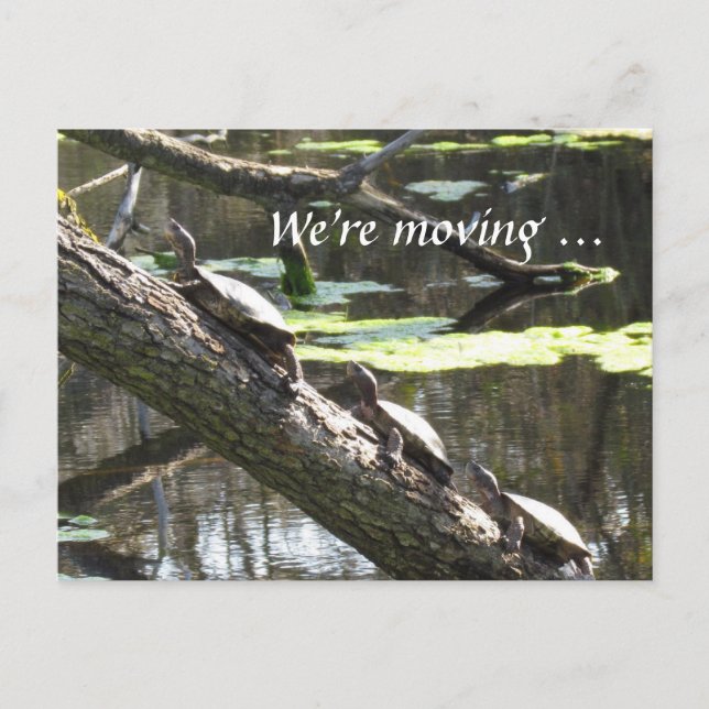 Postcard - We're moving ... Turtles (Front)