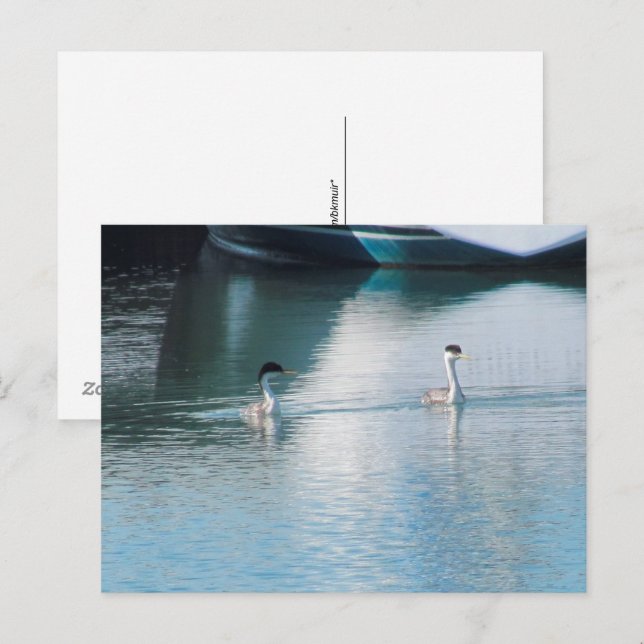 Postcard - Western Grebe in Harbor (hrz) (Front/Back)