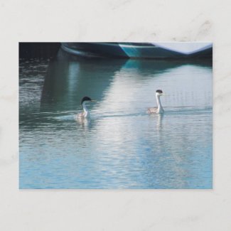 Postcard - Western Grebe in Harbor (hrz)