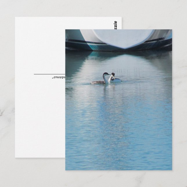 Postcard - Western Grebe in Harbor (vrt) (Front/Back)