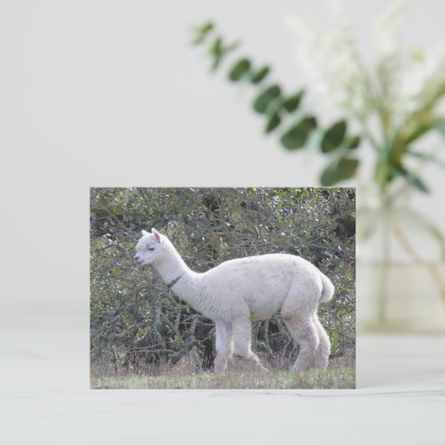 Postcard - White Alpaca (Standing Front)