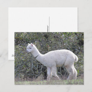 Postcard - White Alpaca