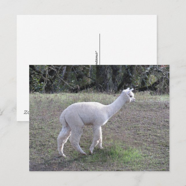 Postcard - White Alpaca in Sunlight (Front/Back)
