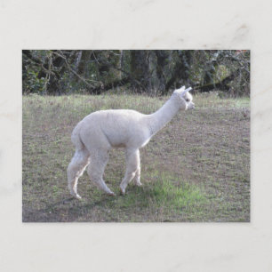 Postcard - White Alpaca in Sunlight