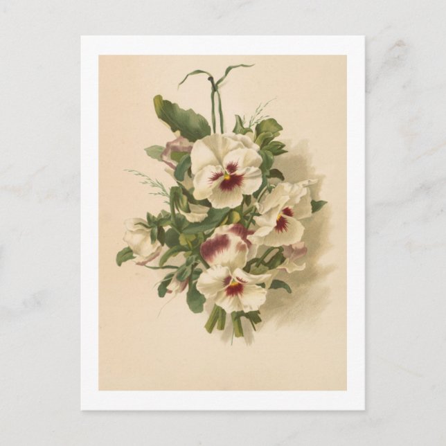 Postcard: White and Purple Pansies Postcard (Front)