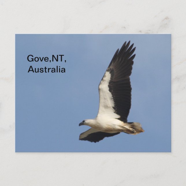 Postcard White Bellied Sea Eagle (Front)