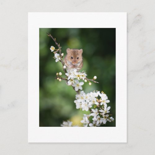 Postcard _ Wild Mouse Enjoying The Cherry Blossom