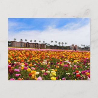 Postcard Wildflowers in Carlsbad
