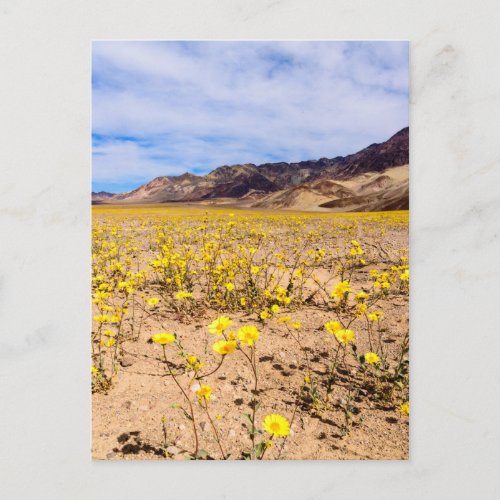 Postcard Wildflowers in Death Valley NP_V