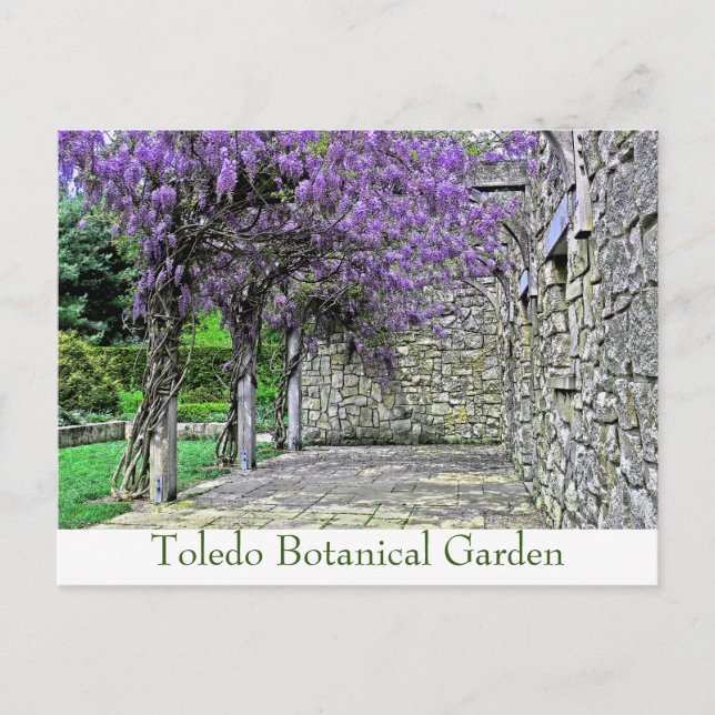 POSTCARD, "WISTERIA AND STONE WALL IN GARDEN" POSTCARD (Front)