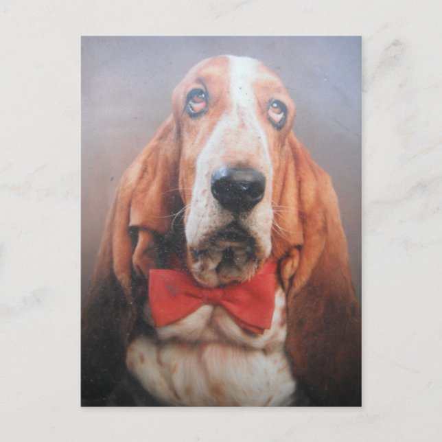 Postcard With Basset Hound In Bow Tie (Front)