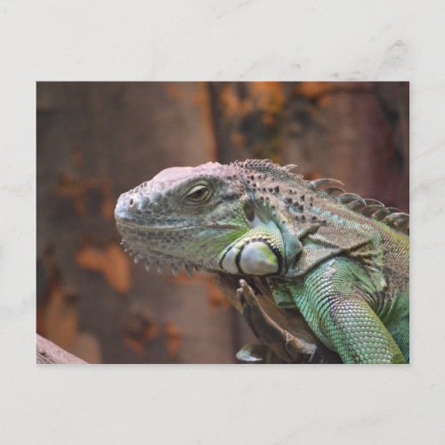 Postcard with colourful Iguana lizard