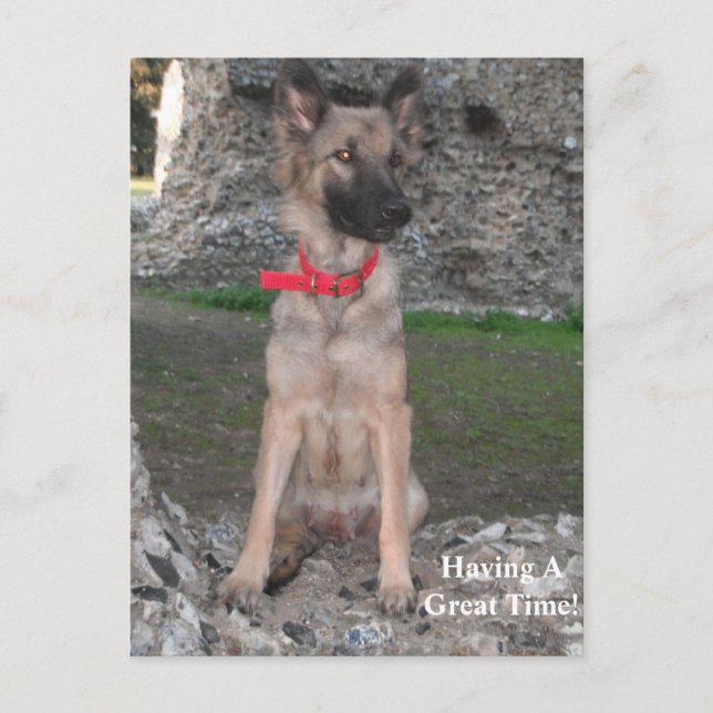 Postcard With German Shepherd Castle Ruin Visit (Front)