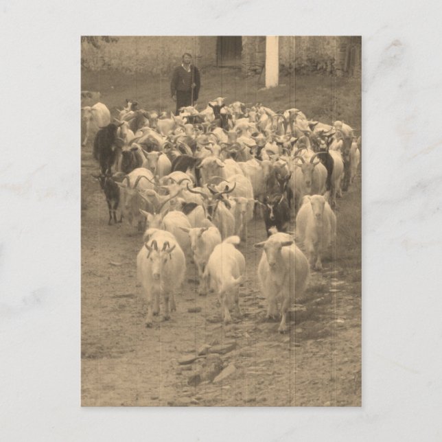 Postcard with goats (Front)