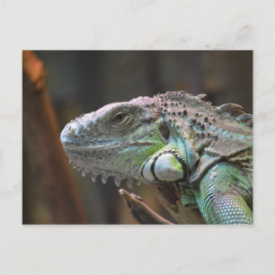 Postcard with head of colourful Iguana lizard